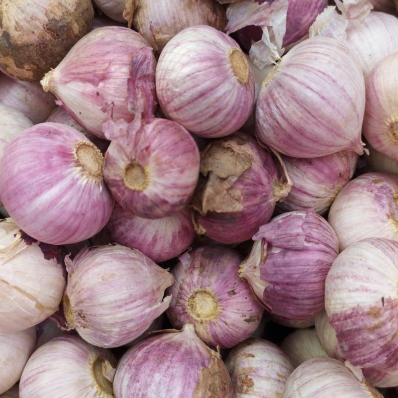 

Jumbo 1 kg Bawang Tunggal Lanang