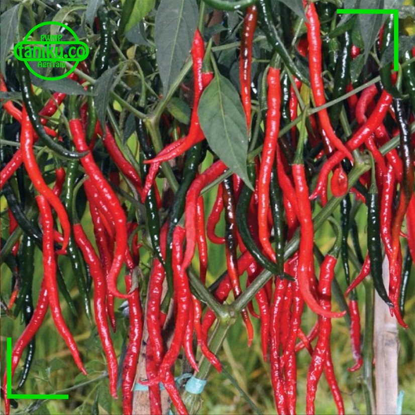 7 Paket Benih Sayuran dan Buah Buahan Kualitas Tinggi Benih Bunga Benih Buah Buahan Benih Cabe Rawit