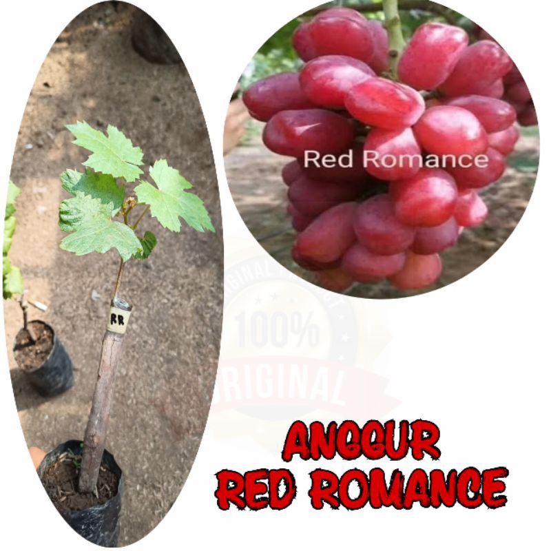 BIBIT ANGGUR IMPORT // ANGGUR IMPORT VALID // BIBIT ANGGUR // TANAMAN ANGGUR