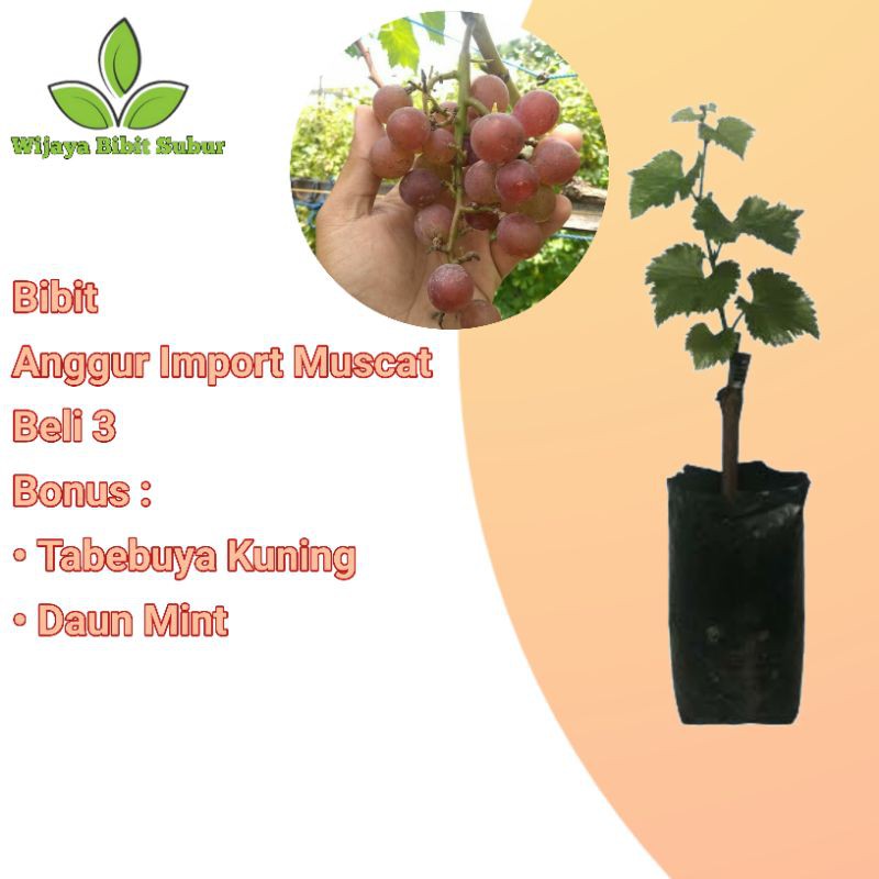 Bibit Tanaman Buah Anggur Import Muscat-Bibit Buah Anggur Impor Muscat-Bibit Anggur Grafting