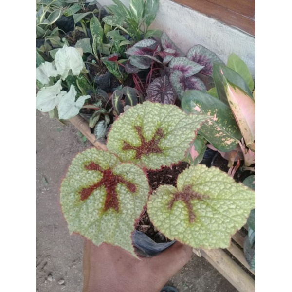 begonia karpet