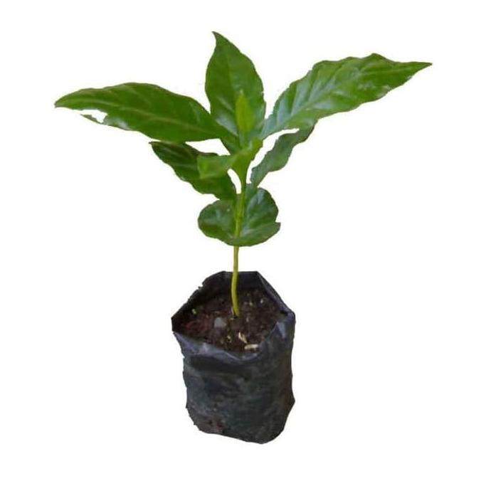 Kualitas Terbaik] Jual Bibit Tanaman Kopi Robusta Hasil Okulasi