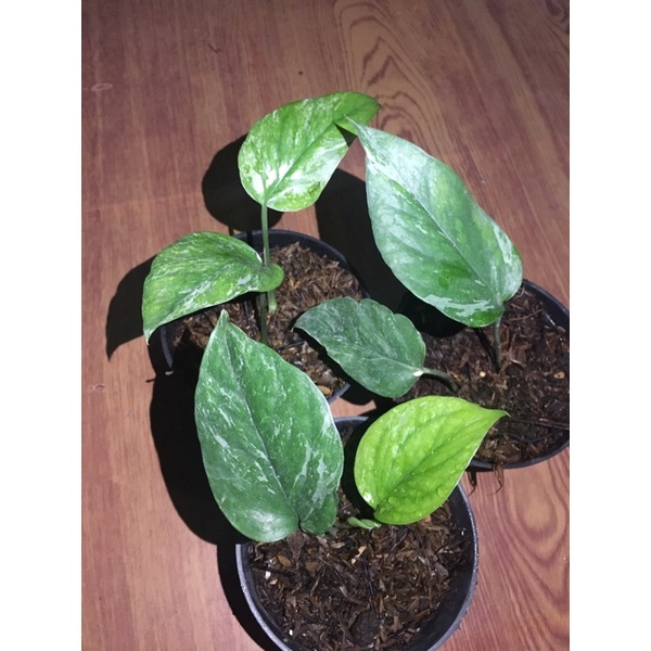 Epipremnum Pinnatum Variegata Sp.