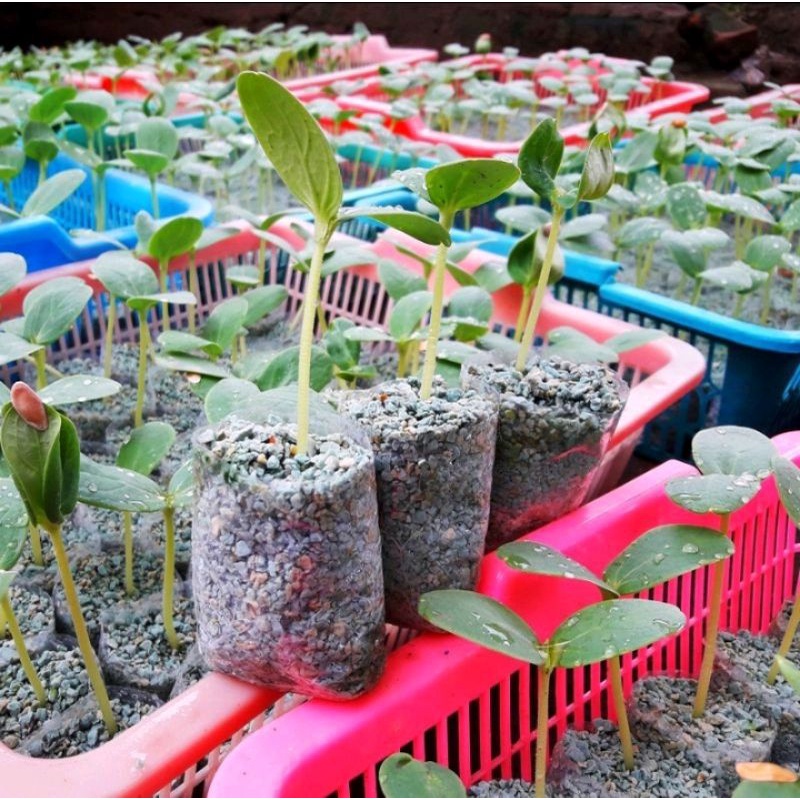 polibek semai polibek benih polibek bening ukuran 6x8 cm 1000 lembar