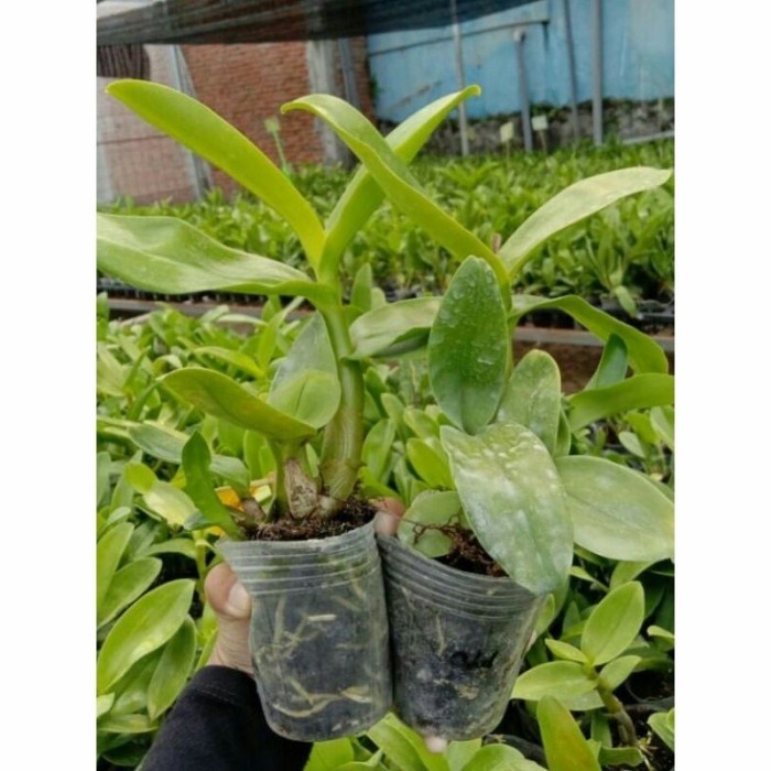 Seedling Anggrek Dendrobium Blue - Biru - Bunga Hias Anggrek - Tanaman