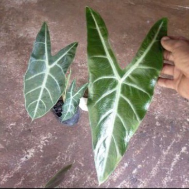 pohon keladi amazon lokal