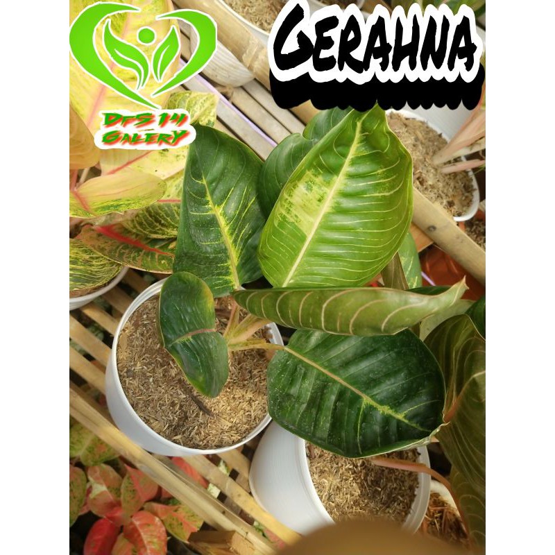aglaonema Gerhana Moonlight