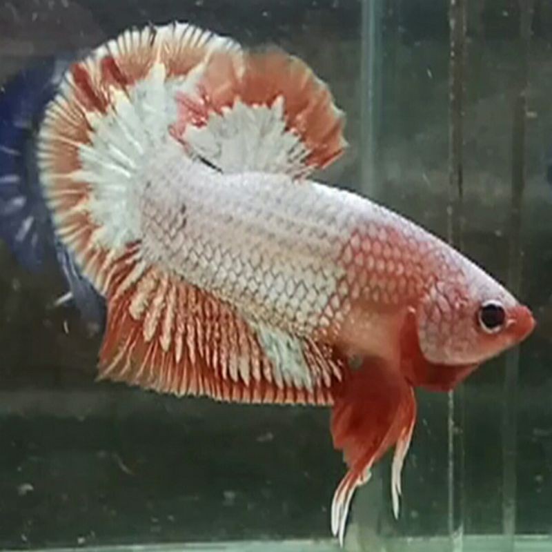 FCCP Fancy Cooper Pink Banding