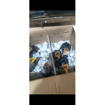 beo lolohan beo anak bodi super