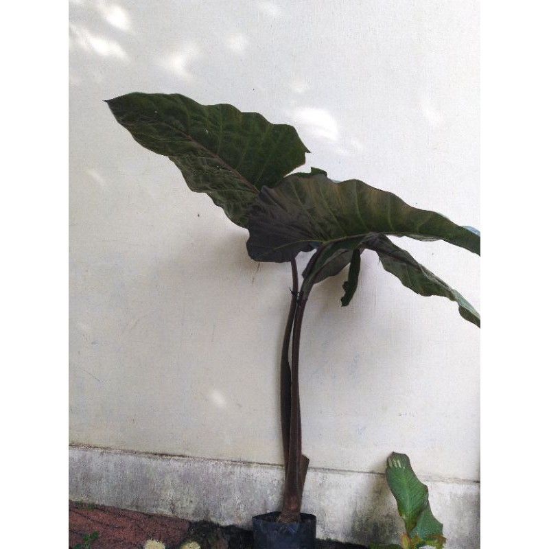TANAMAN HIAS SENTE HITAM JUMBO (keladi hitam) tinggi 1 meter