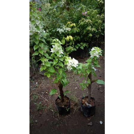 Tanaman Bunga Bougenville id SJ putih import Bogenvil jenis SJ putih