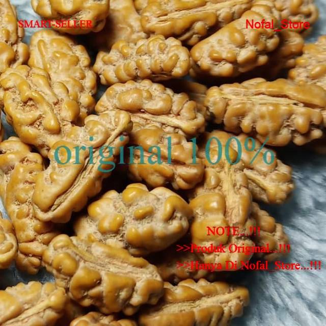 JENITRI RUDRAKSHA MUKHI 1 LONJONG KECIL SMALL