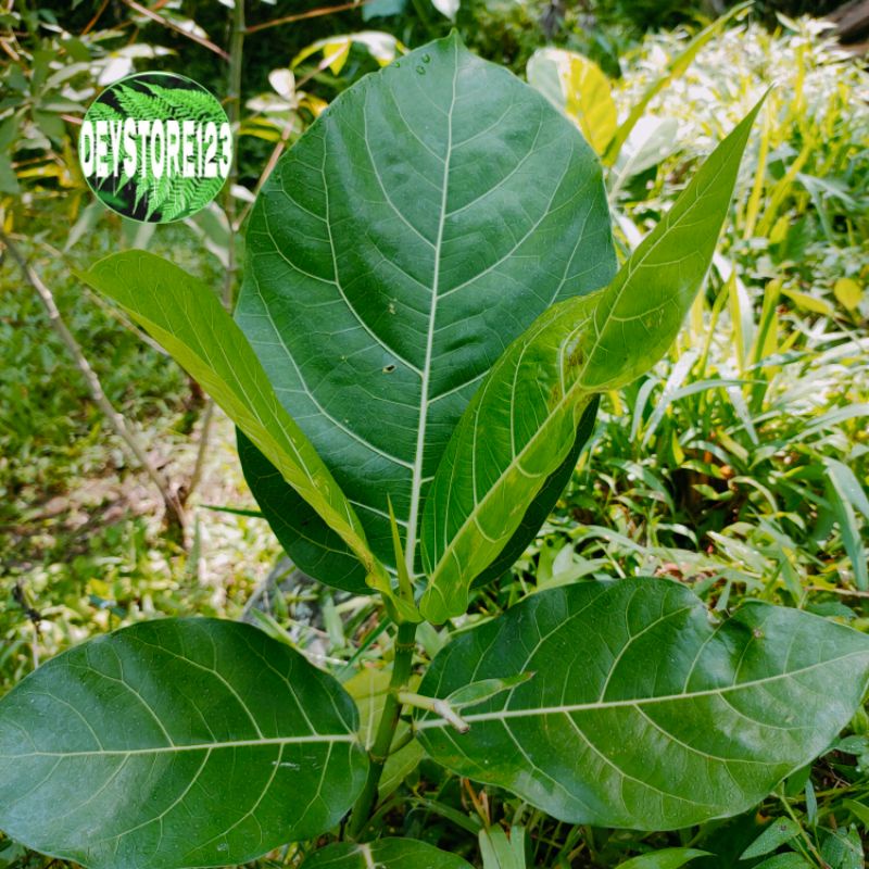 

DAUN AWAR AWAR SEGAR PER 300 Grm