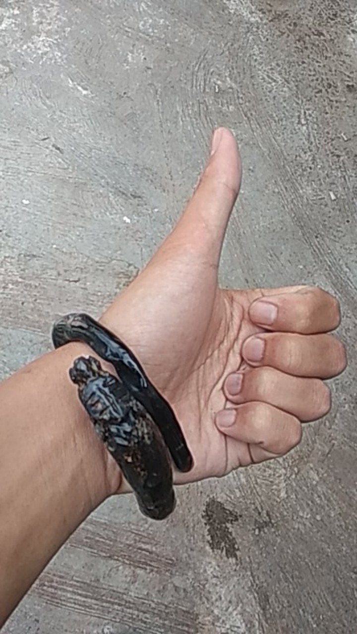 Akar Bahar Singa Jumbo