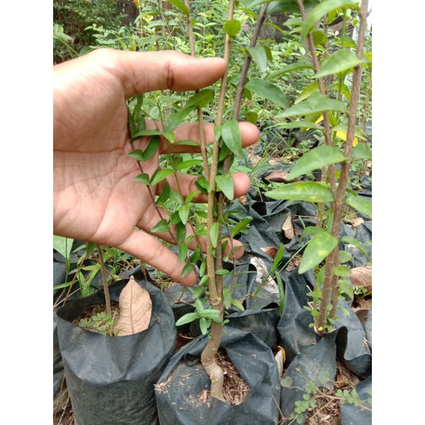 bibit bonsai anting putri 1 meter