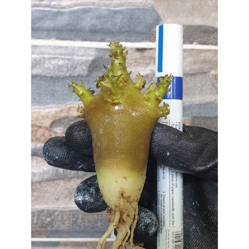 Adenium Karakter  / Kamboja Jepang Godji X Black Hawk Bukan Adenium Bunga Tumpuk