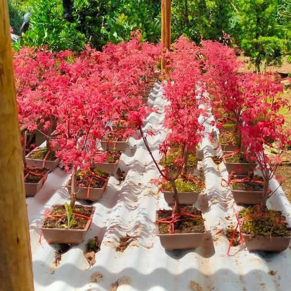 JAPANESE RED MAPLE - MAPLE JEPANG DAUN MERAH ORIGINAL
