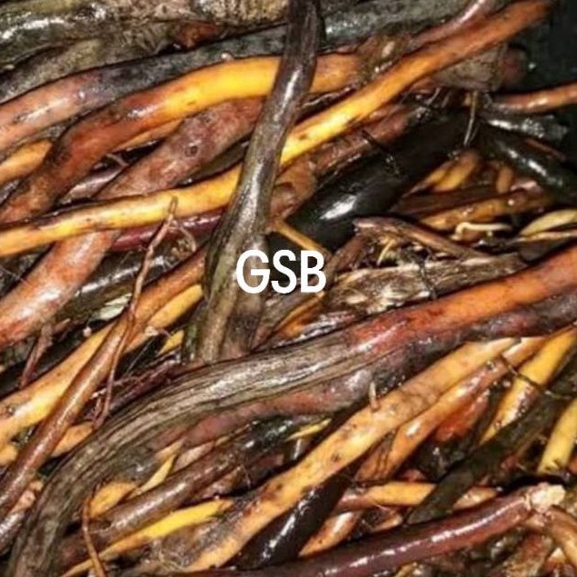 

Akar aren segar 500 gram / akar pohon aren