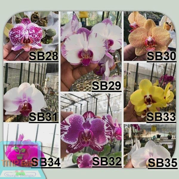 Anggrek Bulan - Phalaenopsis Seedling Hybrid