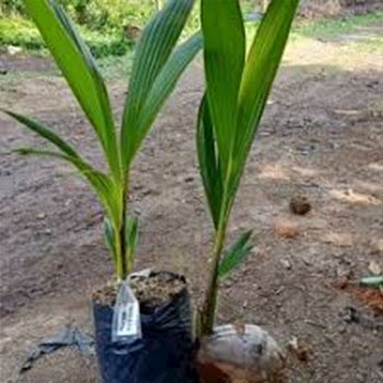 BIBIT KITRI KELAPA kopyor kelapa hijau