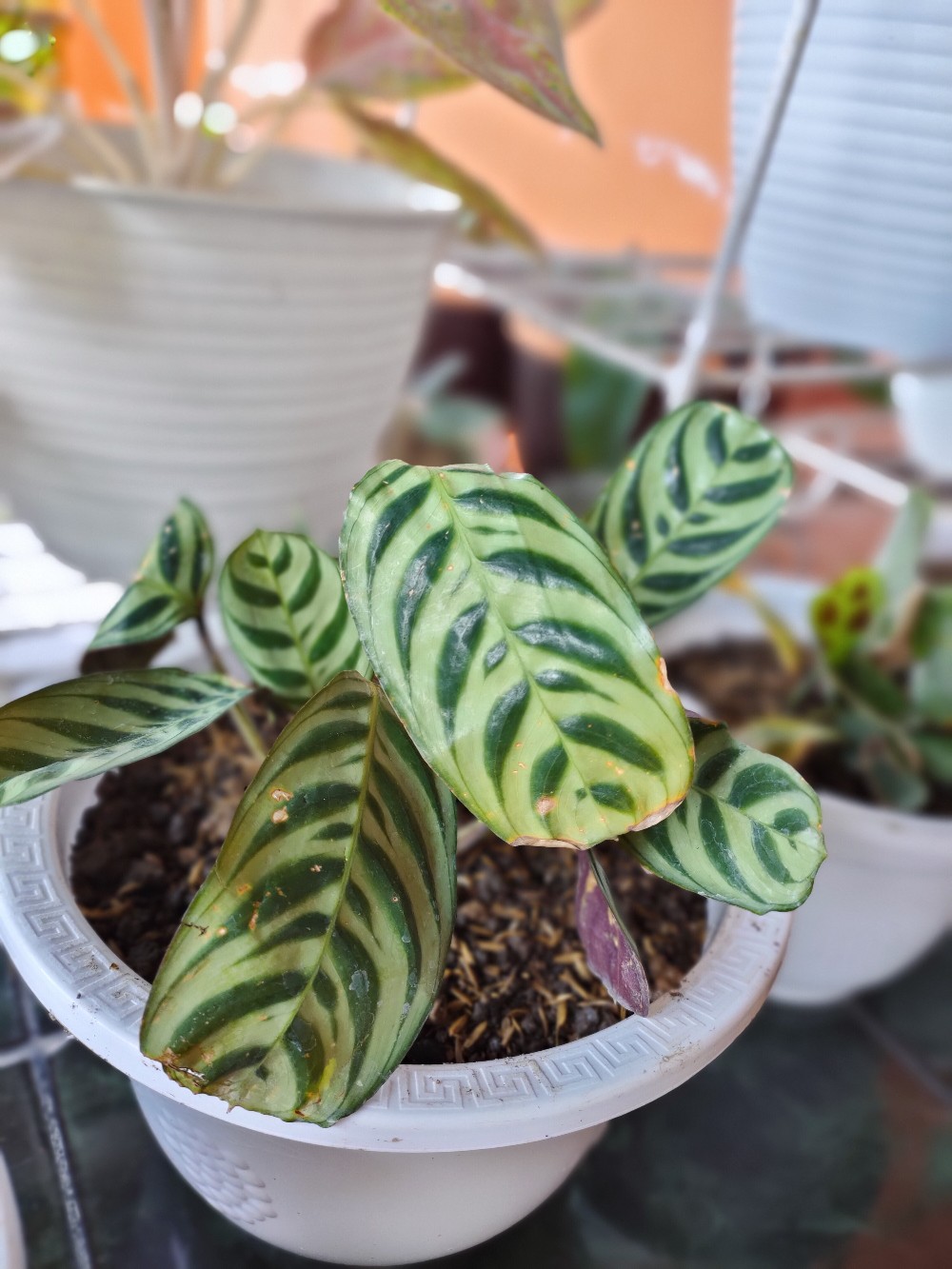 Tanaman Hias Calathea Stromata Atau Sepat Rimbun Murah