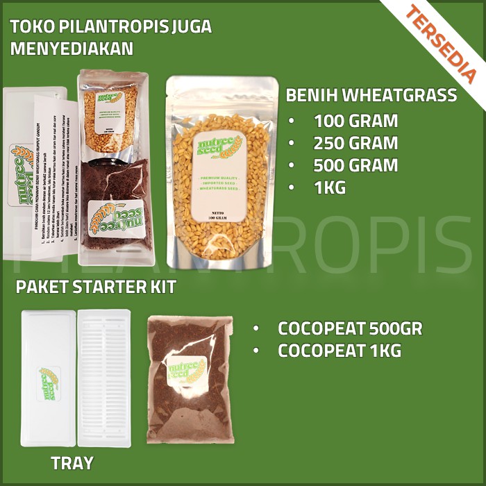 TRAY SEMAI MICROGREEN HIDROPONIK WADAH MEDIA TANAM WHEATGRASS CATGRASS RUMPUT GANDUM KUCING MURAH