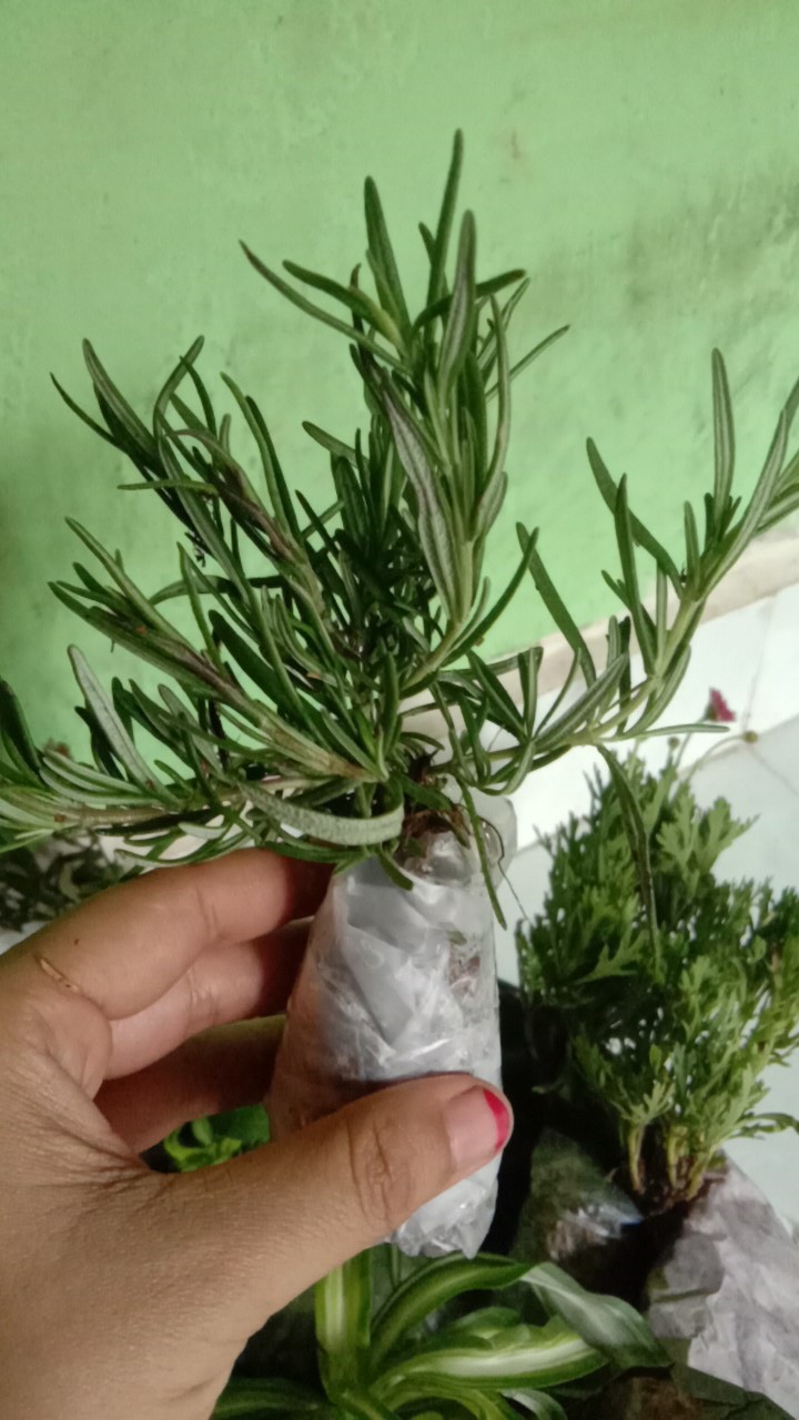 Tanaman Rosemary ( Dapat Di Kosumsi )