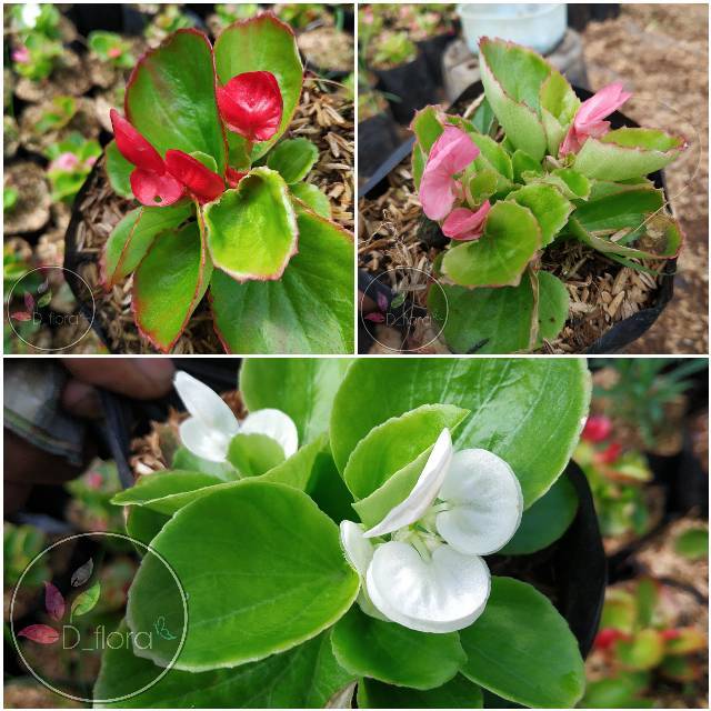 Paket 3 Warna Begonia Murah - Bunga Begonia murah