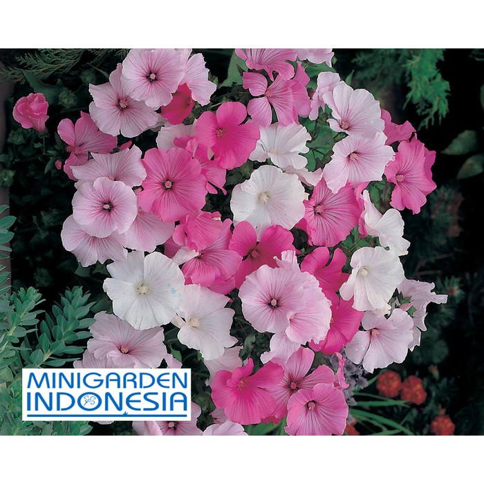 Benih Bunga LAVATERA PARADE Mixed 5 BIJI bibit bunga import F1 Mr. Fothergills
