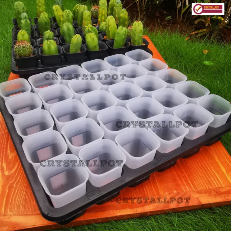 1 SET TRAY LUBANG 30 + POT NKT KOTAK 5CM BENING TRANSPARAN 30 PCS | TRAY SEMAI BIBIT