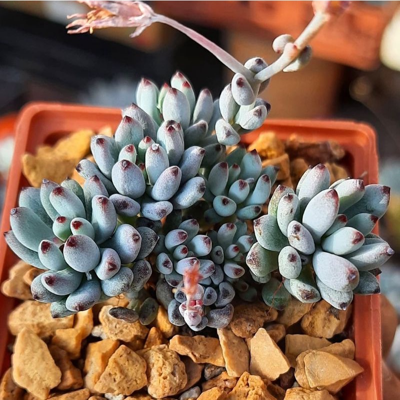 Sukulen Graptopetalum pachyphyllum / blue beans cluster