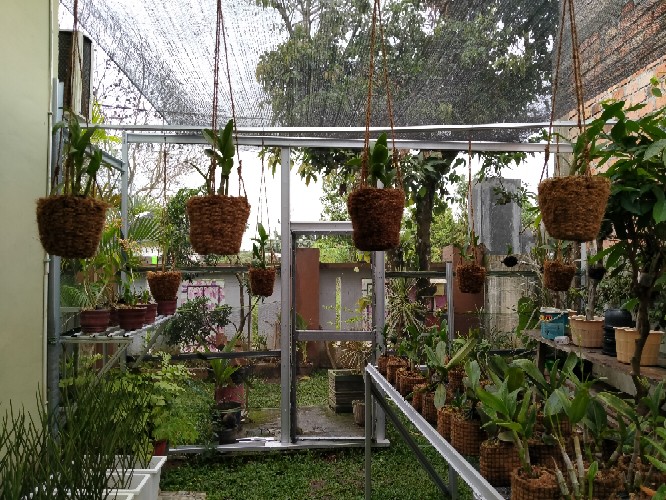 Anggrek Dendrobium Popaye