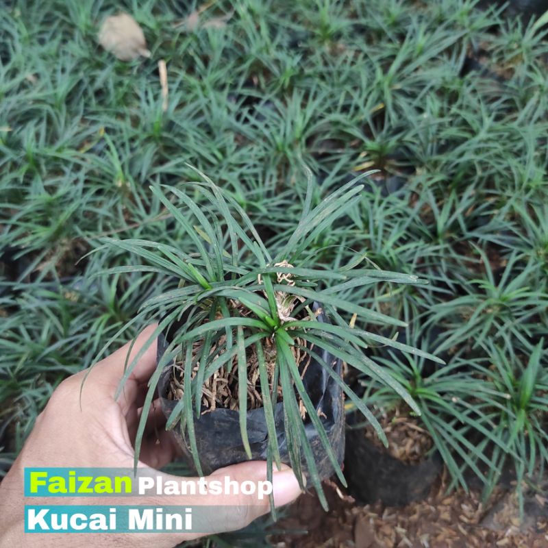tanaman hias kucai mini | tanaman kucai mini