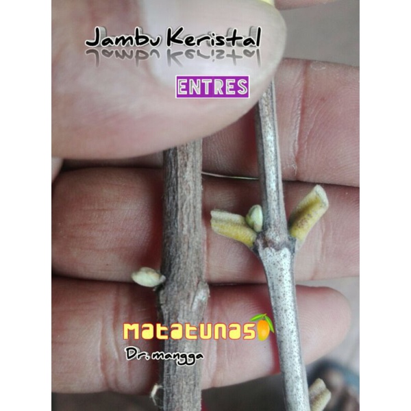 entres jambu keristal putih