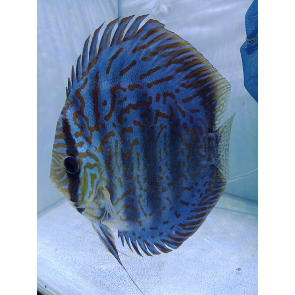 discus leopard heckel