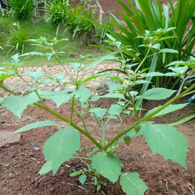 

250 gram herbal daun ciplukan