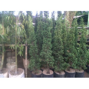 Tanaman Pohon Cemara Lilin Natal Hidup Tinggi 1,5 meter sampai 2m
