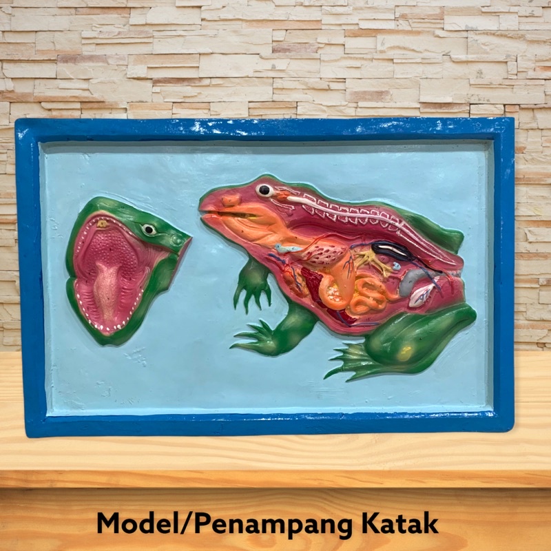

Alat peraga Model Penampang Katak-Alat Peraga Ipa Biologi [100% Original Product]