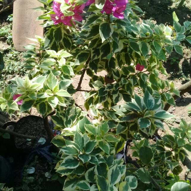 Bugenvil varigata australy