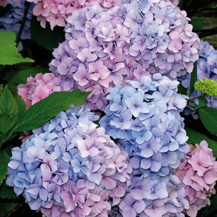 Amefurashi 10 Benih Bibit Biji Bunga Hydrangea Hortensia Kembang Bokor Flower