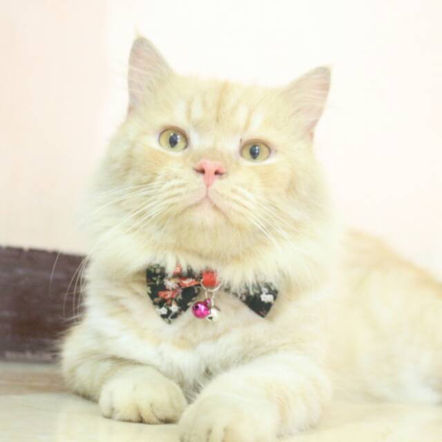 Dasi kupu-kupu unyu untuk kucing kamu / dasi kucing / baju kucing lucu / aksesoris hewan