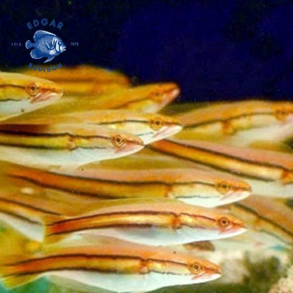 Ikan toman 20-25 cm tomang , channa micropeltes , ikan gabus hias kalimantan (KODE 968)