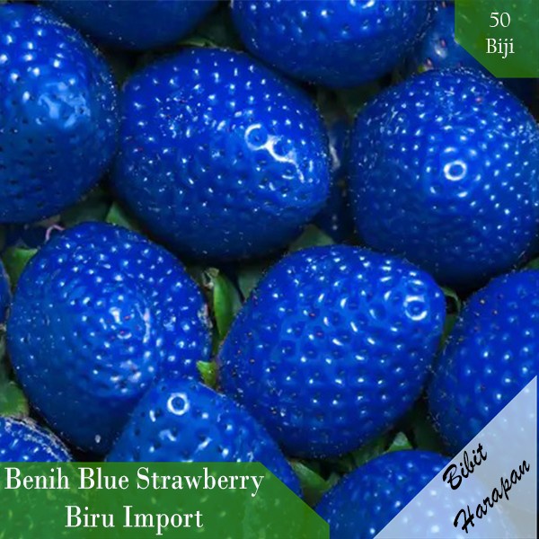 DISCOUNT BENIH BIBIT BIJI BUAH BLUE STRAWBERRY BIRU IMPORT ISI 50 PCS