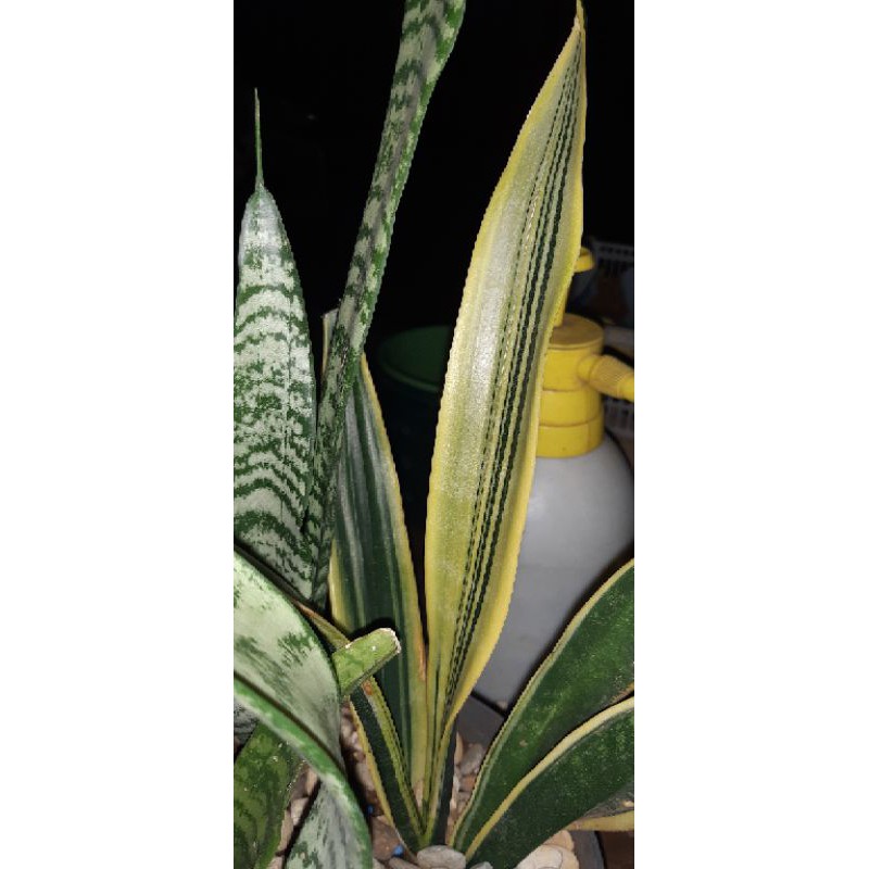 sansevieria gold flame/ lidah mertua golden