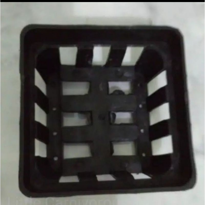 Pot Vanda anggrek hitam