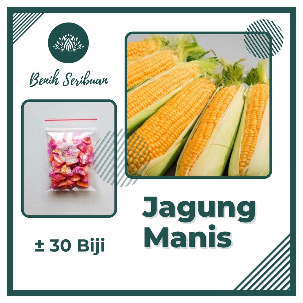 BS-BYL Bibit Sayuran Benih Sayur Buah Hibrida Unggul Buncis Cabe Rawit Bawang Jagung Kacang Lobak Pare Oyong Timun Terong Tomat Wortel dll-JAGUNG MANIS