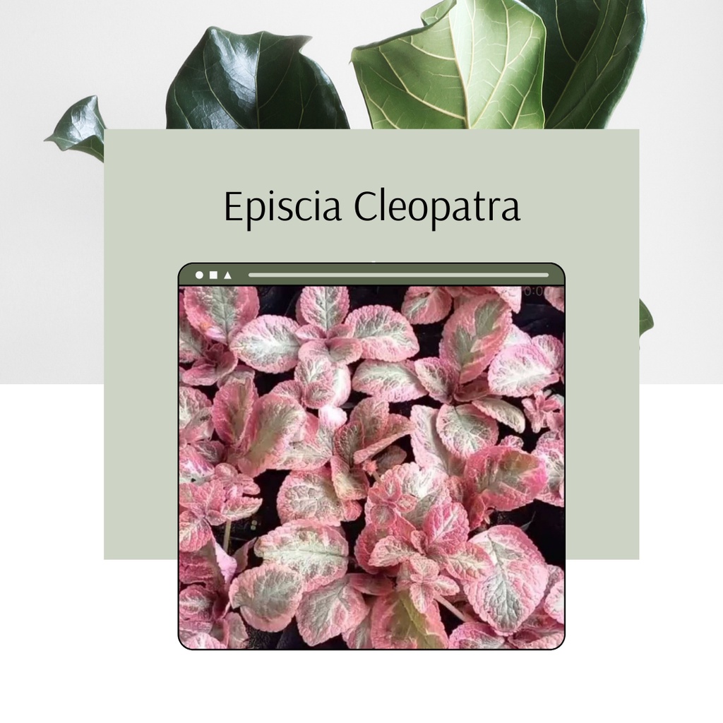 Tanaman Hias Import Episcia Cleopatra Bunga Episcia Cleopatra