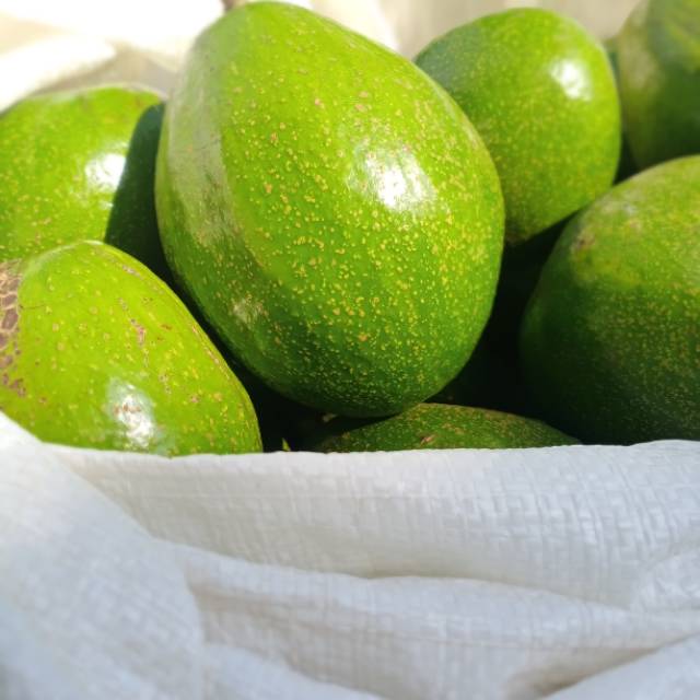 

Alpukat Mentega
