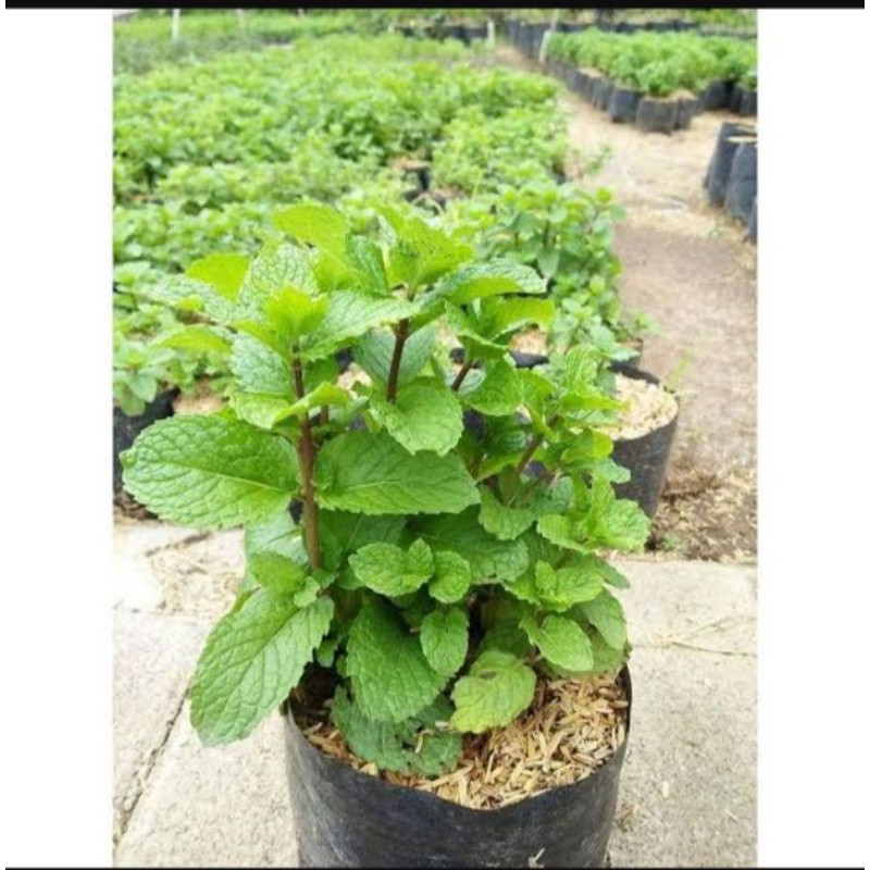 tanaman peppermint - tanaman hias gantung
