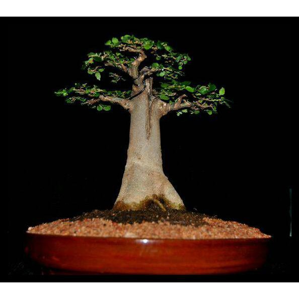 BENIH / BIBIT / BIJI - ADANSONIA (BAOBAB) DIGITATA FOR BONSAI - IMPORT